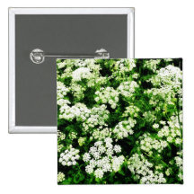 Field of Queen Anne's Lace Pinback Button