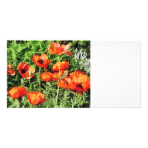 Field of Red Poppies Photo Greeting Card
