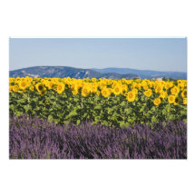 Field of sunflowers and lavender flowers, photo