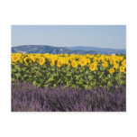 Field of sunflowers and lavender flowers, postcard