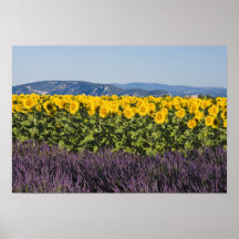 Field of sunflowers and lavender flowers, posters
