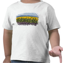 Field of sunflowers and lavender flowers, tee shirts