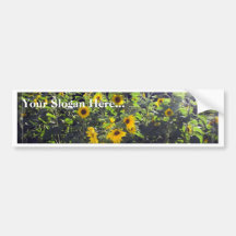 Field Of Sunflowers In Blossom Bumper Sticker