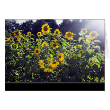 Field Of Sunflowers In Blossom Cards