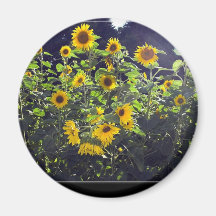 Field Of Sunflowers In Blossom Fridge Magnet