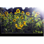 Field Of Sunflowers In Blossom Photo Sculpture