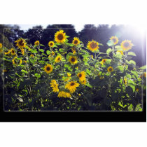 Field Of Sunflowers In Blossom Photo Sculpture