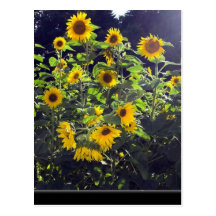 Field Of Sunflowers In Blossom Post Cards