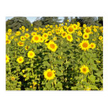 Field of Sunflowers Pink flowers Postcard