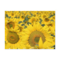 Field of Sunflowers Postcard
