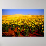 Field of sunflowers, southern Spain Poster
