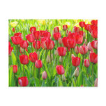 Field of Tulips Postcard