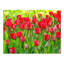 Field of Tulips Postcard