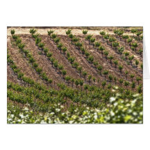 Field Of Vines Card