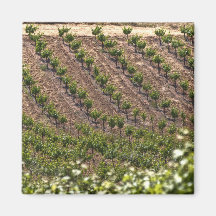 Field Of Vines Fridge Magnet