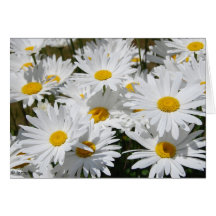 Field of White Daisies Greeting Cards