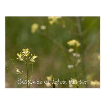Field of Yellow Flowers; Customizable Postcard