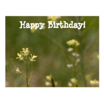 Field of Yellow Flowers; Happy Birthday Postcards