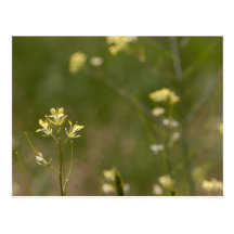 Field of Yellow Flowers Postcard