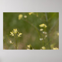 Field of Yellow Flowers Poster