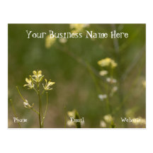 Field of Yellow Flowers; Promotional Post Cards