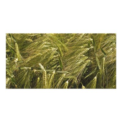 Field Photo Card by PhotosVac