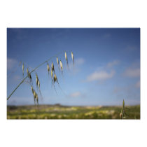 Field Photo Print