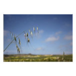 Field Photo Print