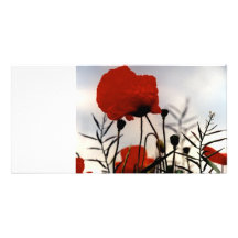 Field Poppies Photo Card