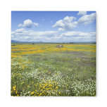 Fields In Springtime Near Guadalupe Refrigerator Magnets