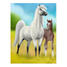 Fields of Gold Arabians Postcard