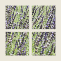 Fields of Lavendar canvas prints