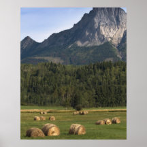Fields with bailed hay, Alberta, Canada Poster