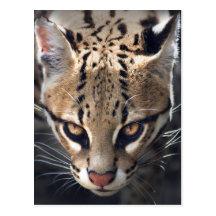 Fierce Postcard