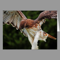 Fierce Red Tailed Hawk note card cards