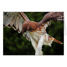 Fierce Red Tailed Hawk note card