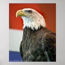 Fierté d'Eagle chauve Affiche