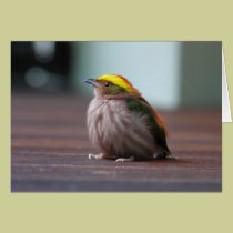 Fiery-capped Manakin cards