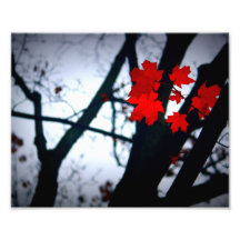 Fiery Maple Photograph