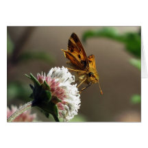 Fiery Skipper 11/12 Cards