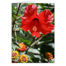 fiesta greeting card
