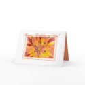 FIESTA LILY - HAPPY BIRTHDAY cards