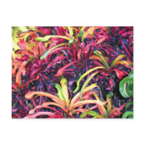 Fiesta of Colour - Postcard