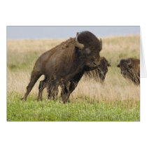Fiesty young bison bull at the Tallgrass Card