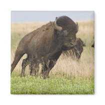 Fiesty young bison bull at the Tallgrass Fridge Magnet