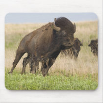 Fiesty young bison bull at the Tallgrass Use Pad