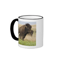 Fiesty young bison bull at the Tallgrass Mug