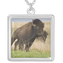 Fiesty young bison bull at the Tallgrass Necklaces