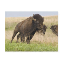 Fiesty young bison bull at the Tallgrass Postcards