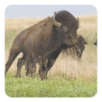 Fiesty young bison bull at the Tallgrass Stickers